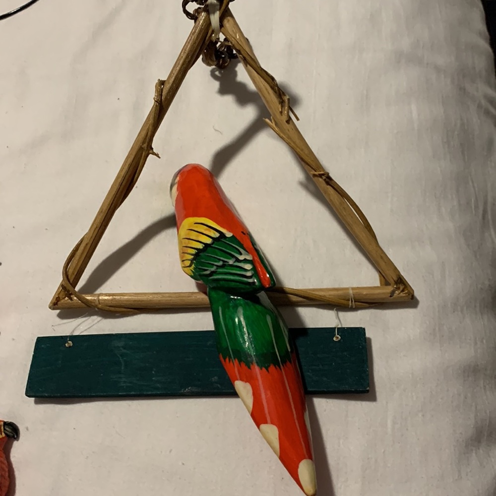 Parrots 🦜 - Picture 3 of 11